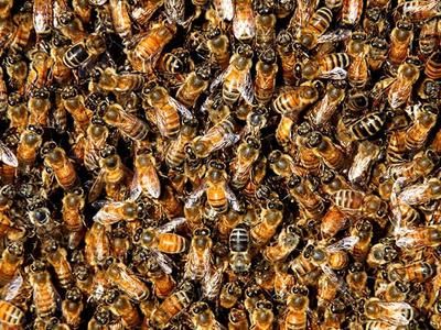 honey bees in nest