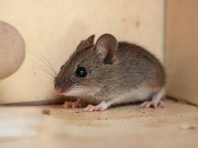 mouse inside cabinet