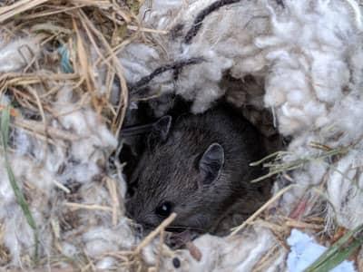 mice use fabric, cardboard, grass, and other materials to build nests in houses