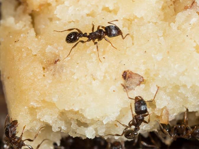 pavement ants looking for food inside a denver co home