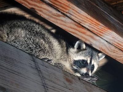 raccoon hiding in rafters