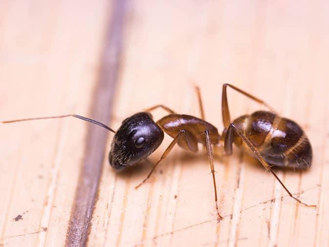 sugar ant on denver co homes deck