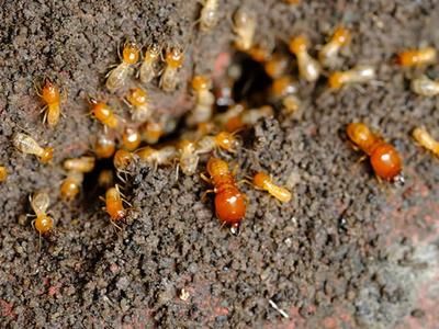 termites