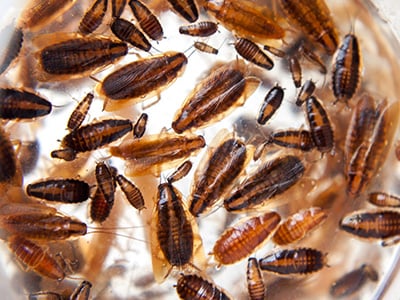 german cockroach adults and nymphs in denver home