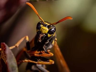 wasp in colorado