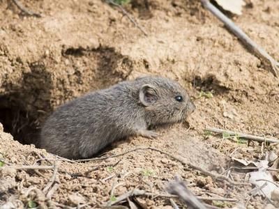 vole coming out of ground hole