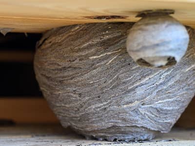 wasps nests on denver colorado home