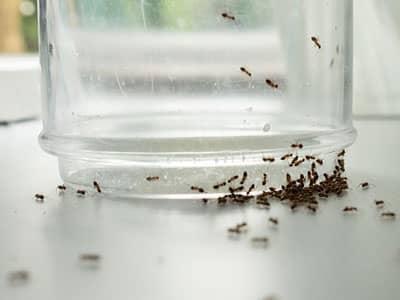 ants crawling on glass and kitchen counter in denver home