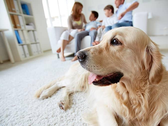 pet friendly pest control in colorado springs