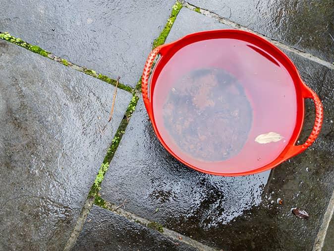 mosquitoes breed in water collected in buckets