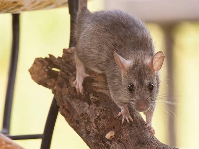 rat crawling in neighboring yard in denver colorado