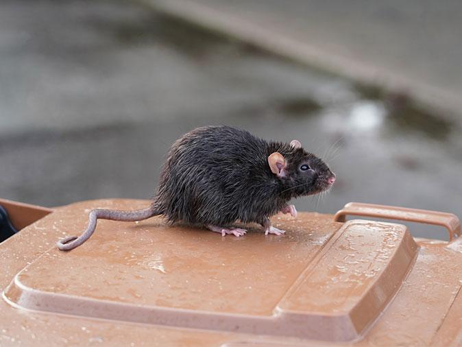 rat on top of trash can outside a colorado home
