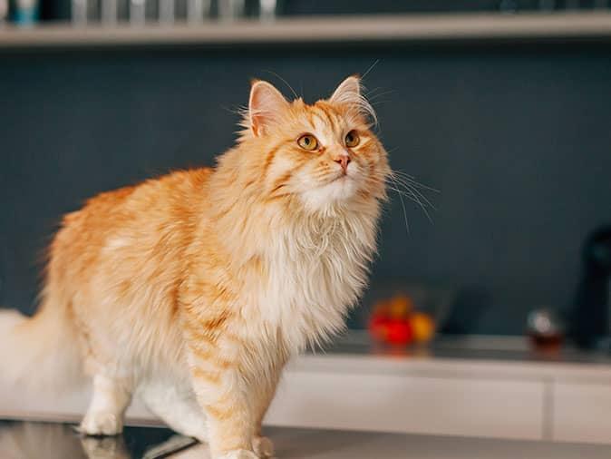 cat staring at the wall