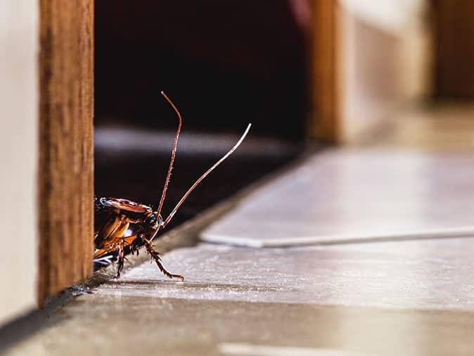 Cockroach Bite : Check Symptoms, Treatment and Prevention Tips