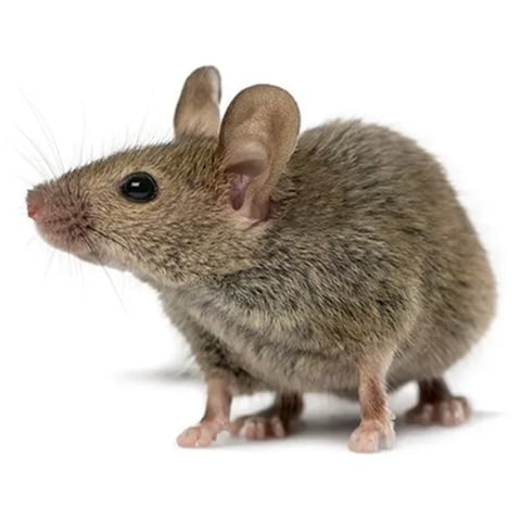 mouse in colorado