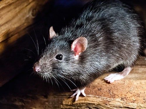 roof rat in attic of colorado home