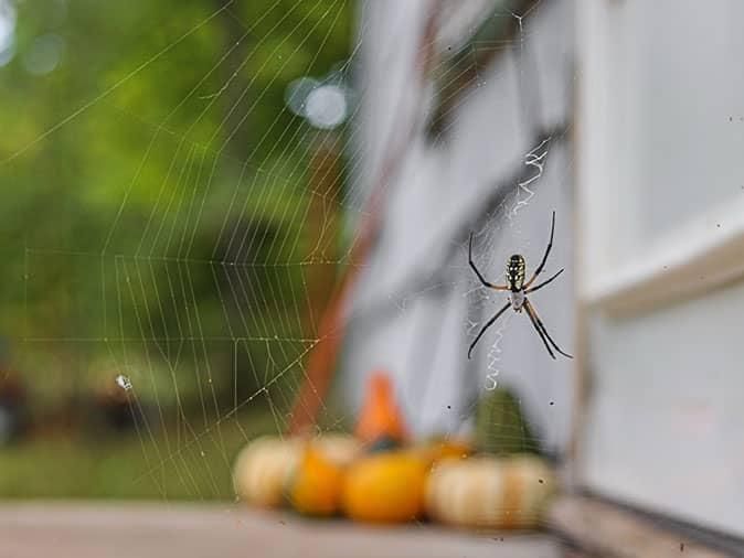 spider in a web outside of house