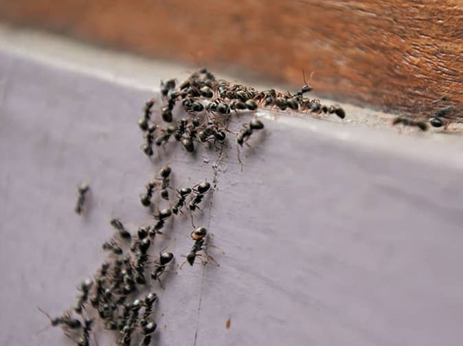 spring ant activity inside denver home