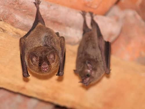 brown bats hanging in an unfinished denver garage