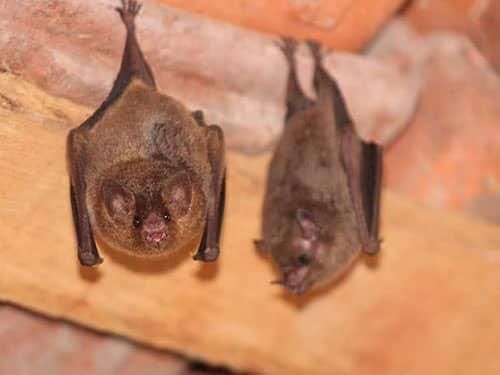 Learn More About Professional Bat Removal brown bats hanging in an unfinished denver garage