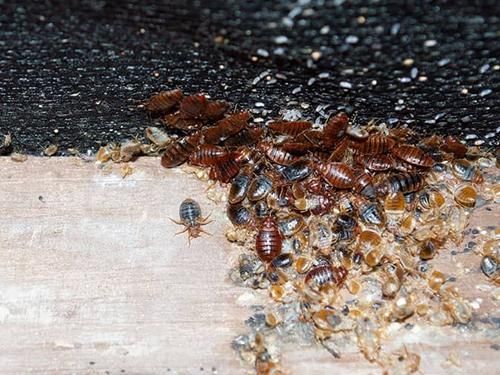 an active bed bug infestation inside a denver home