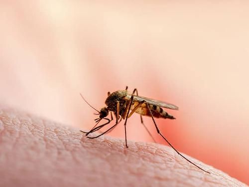 Learn More About Mosquito Control & Reduction In Denver & Surrounding Areas asian tiger mosquito sucking blood from a colorado homeowners hand
