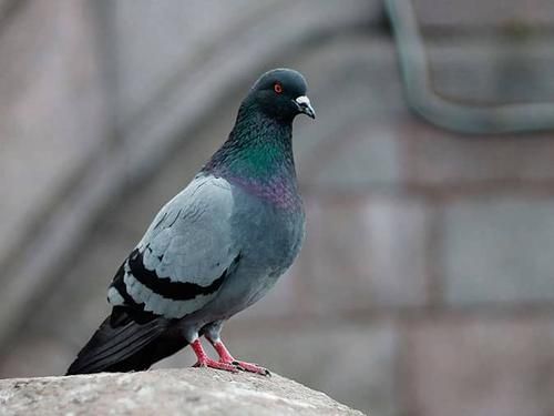 Learn More About How We Control Pest Birds Like Pigeons In Colorado bird nesting on a building in colorado springs