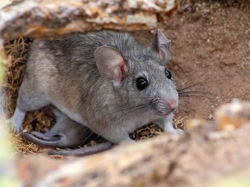 Learn More About Types Of Rats Throughout Colorado wood rat nursing baby in denver home's basement