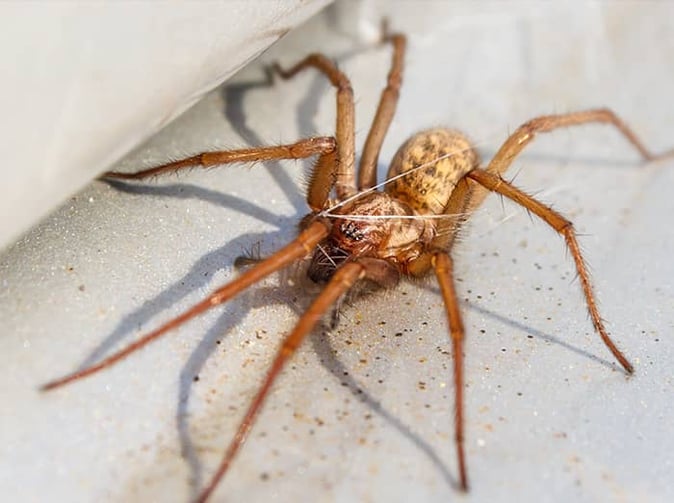 house spider inside colorado home during summer