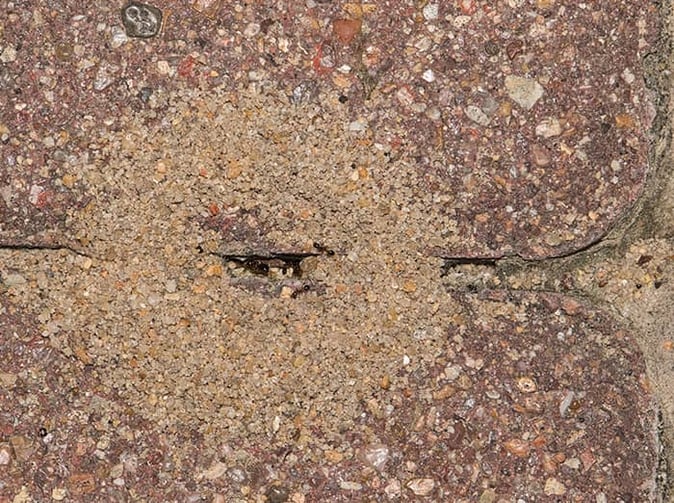 pavement ant nesting in driveway in denver, co