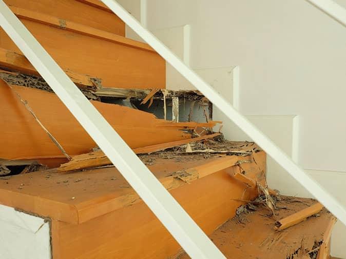 extensive termite damage inside a colorado springs home