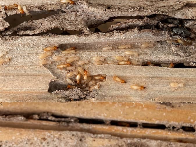 termite infested wood in denver colorado