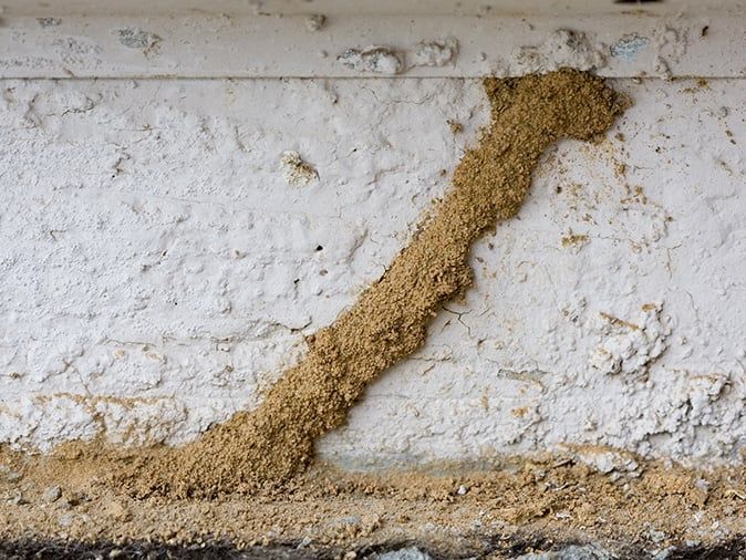 termite mud tubes on house