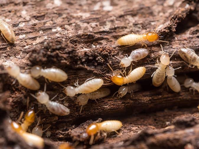 termites feeding on wood