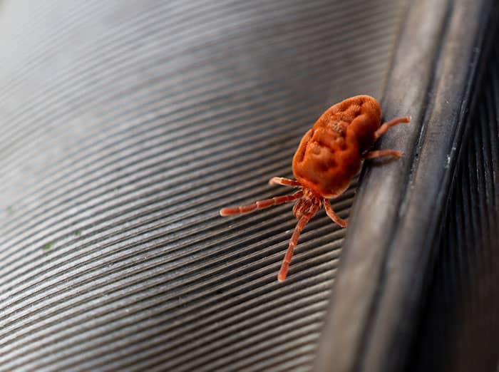 clover mite inside denver home