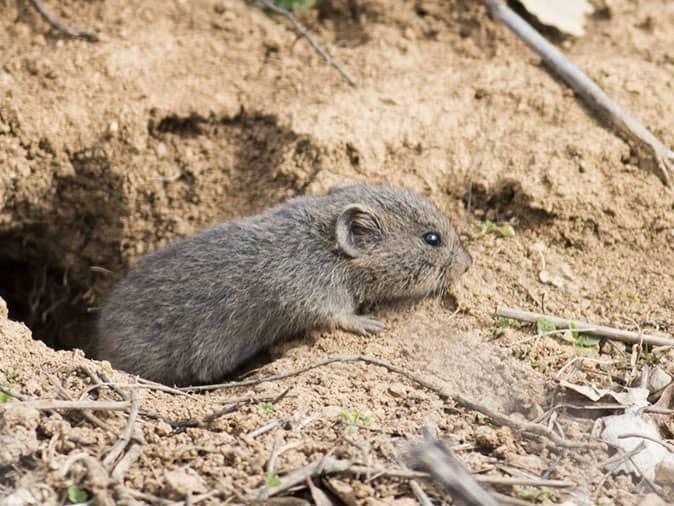 vole outside of it's den looking for food around a colorado springs home