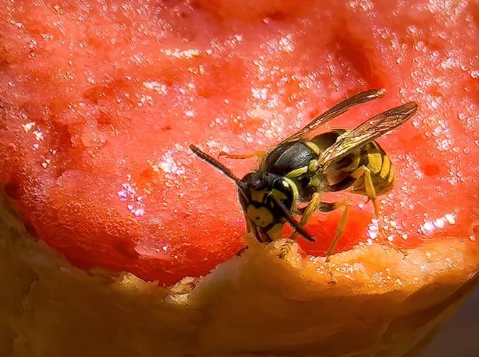 wasp at denver barbecue