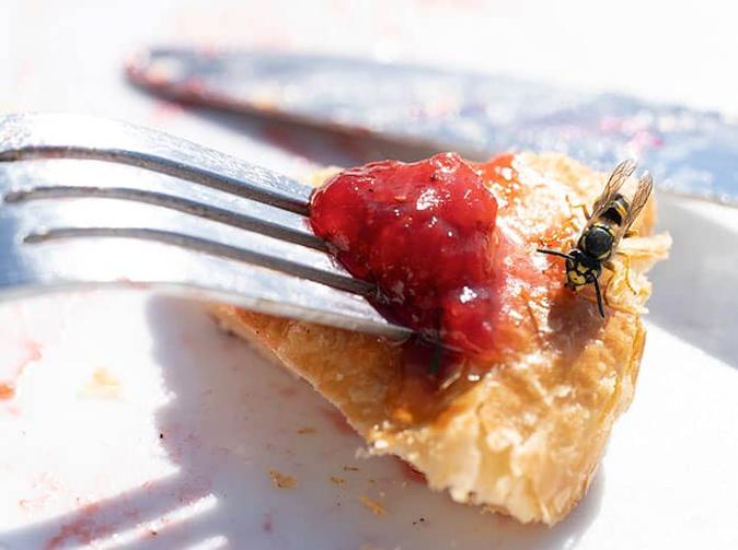 wasp raiding an outdoor breakfast in denver for sweet food