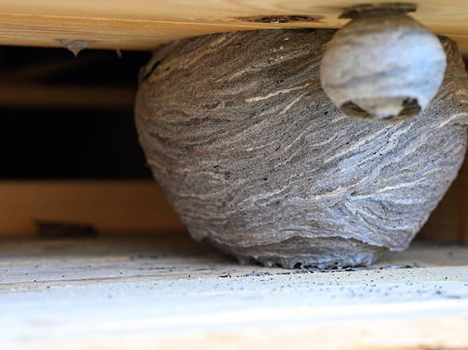 two wasp nests on denver home