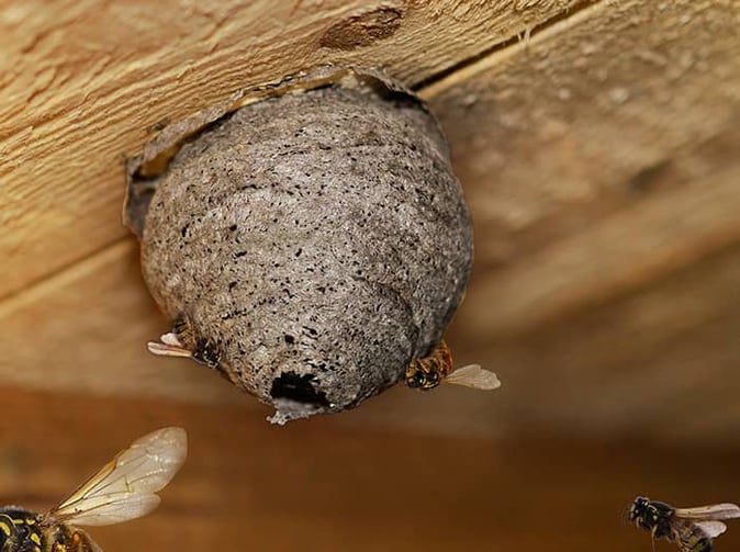 wasps building nest under deck in denver co