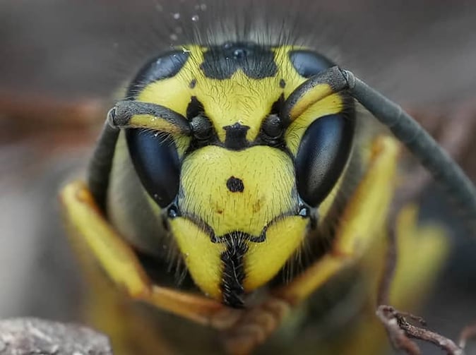 western yellow jacket in colorado springs