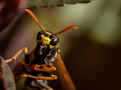 western yellow jacket in denver