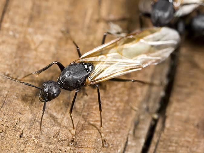 carpenter ant on a deck in colorado springs