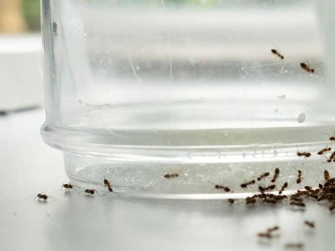 ants crawling on kitchen counter