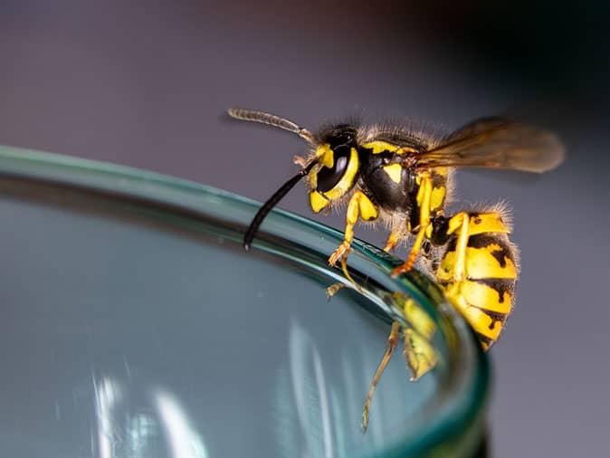 yellow jacket inside a colorado home kitchen