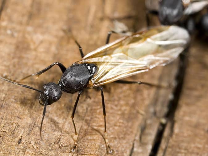 winged carpenter ants in denver getting ready to swarm