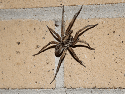 10 Most Common Types of House Spiders