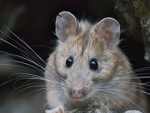 wood rat in boulder co. yard