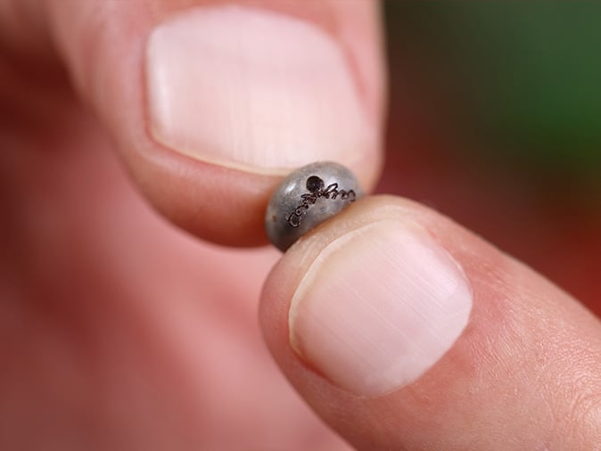 denver resident holding a wood tick