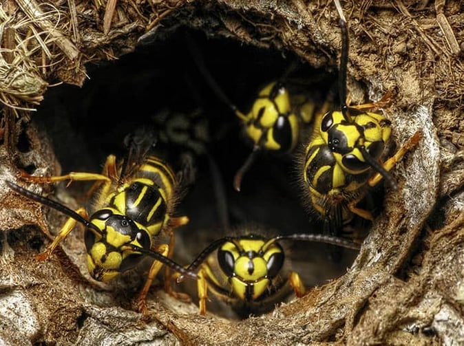 yellow jackets in denver at the entrance of their ground nest